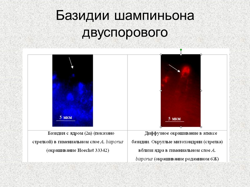 Базидии шампиньона двуспорового